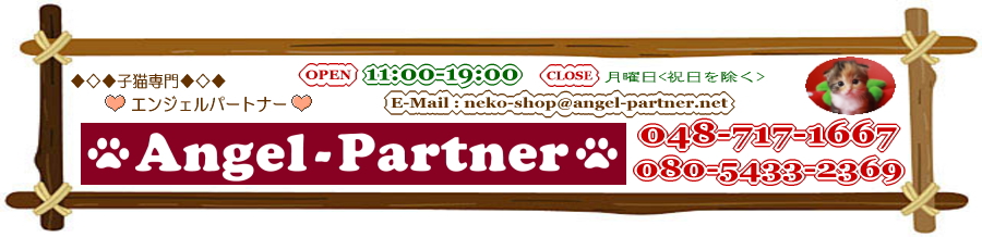 マンチカンブリーダーの子猫販売 子猫専門ペットショップ Angel-Partner home