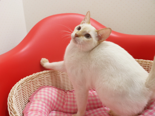�A�r�V�j�A���̎q�L�摜