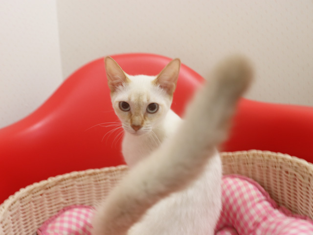�A�r�V�j�A���̎q�L�摜