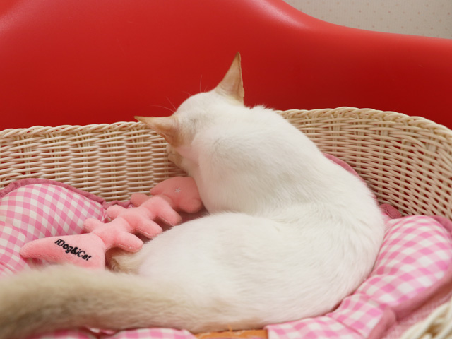 �A�r�V�j�A���̎q�L�摜