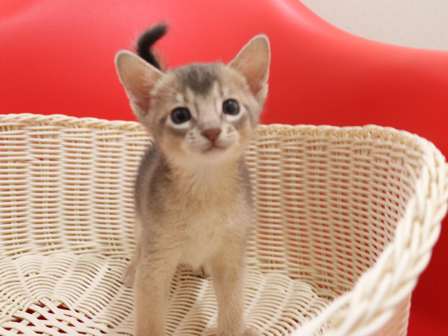 おすすめの子猫画像