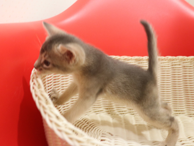 アビシニアンの子猫画像