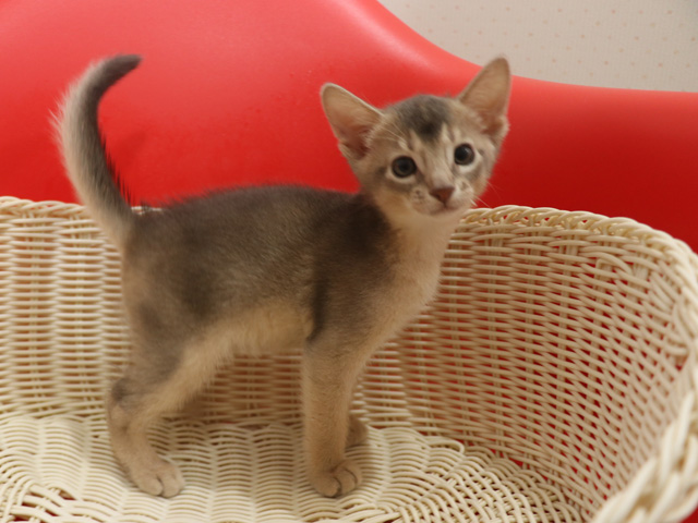 アビシニアンの子猫画像