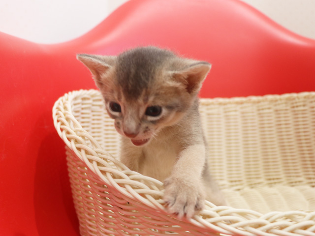 アビシニアンの子猫画像