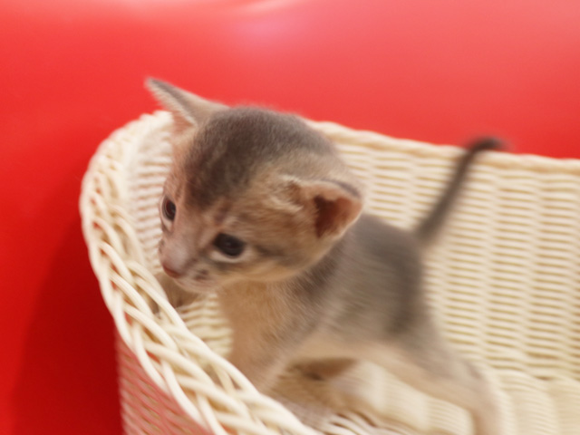 アビシニアンの子猫画像