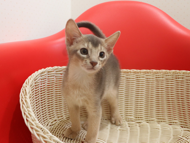 アビシニアンの子猫画像