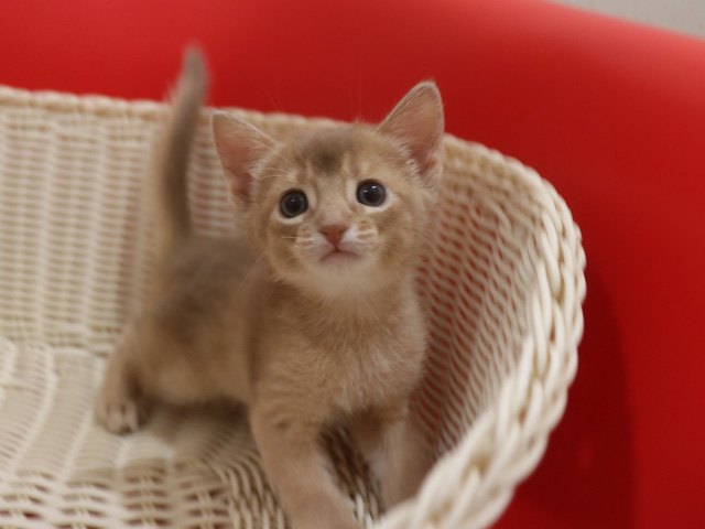 おすすめの子猫画像