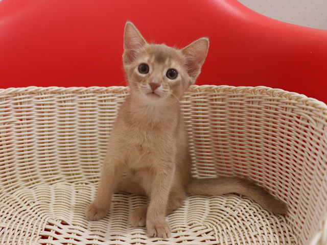 アビシニアンの子猫画像