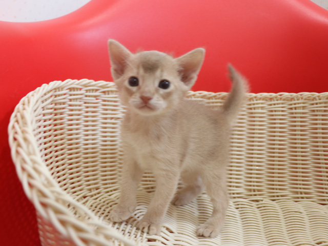 アビシニアンの子猫画像