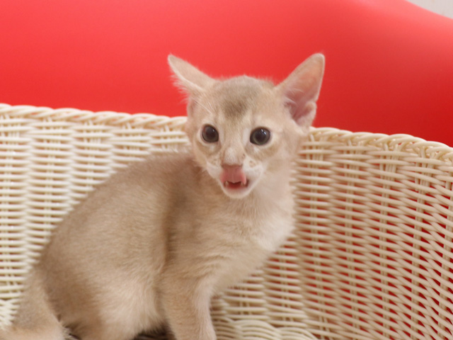 アビシニアンの子猫画像