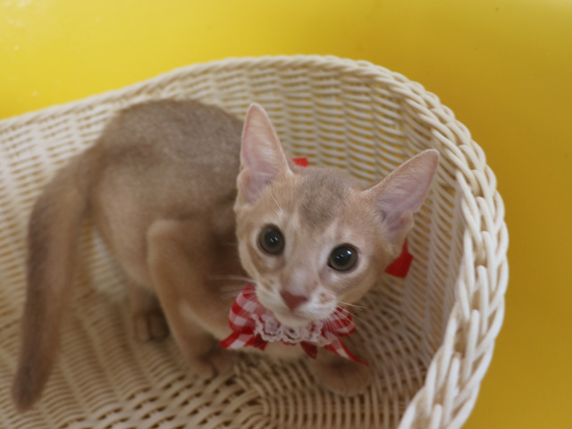 アビシニアンの子猫画像