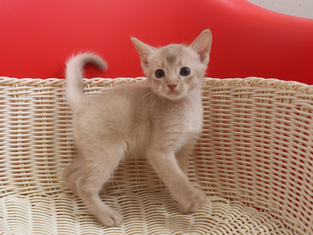 おすすめの子猫画像