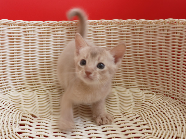 アビシニアンの子猫画像