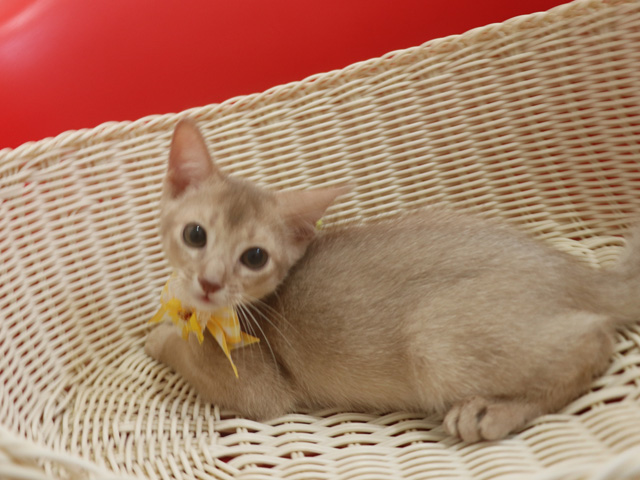 アビシニアンの子猫画像