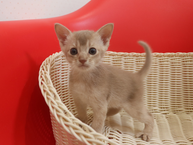 おすすめの子猫画像