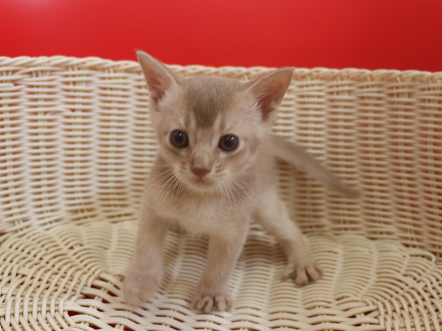 アビシニアンの子猫画像
