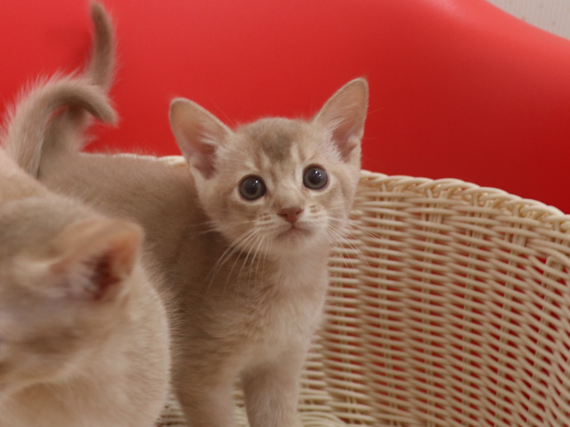 アビシニアンの子猫画像