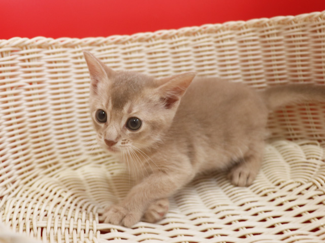 アビシニアンの子猫画像