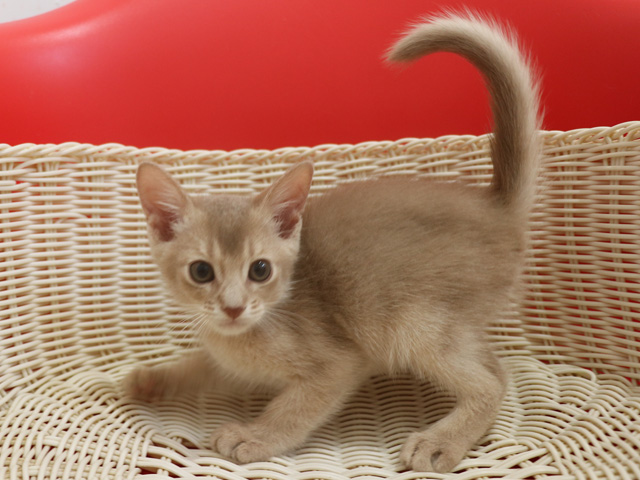 アビシニアンの子猫画像