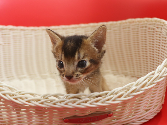 アビシニアンの子猫画像
