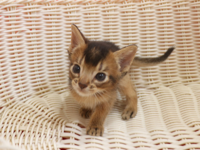 アビシニアンの子猫画像