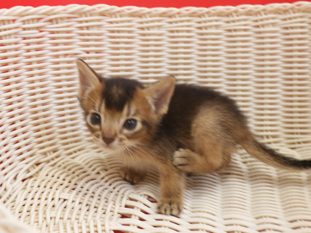 アビシニアンの子猫画像