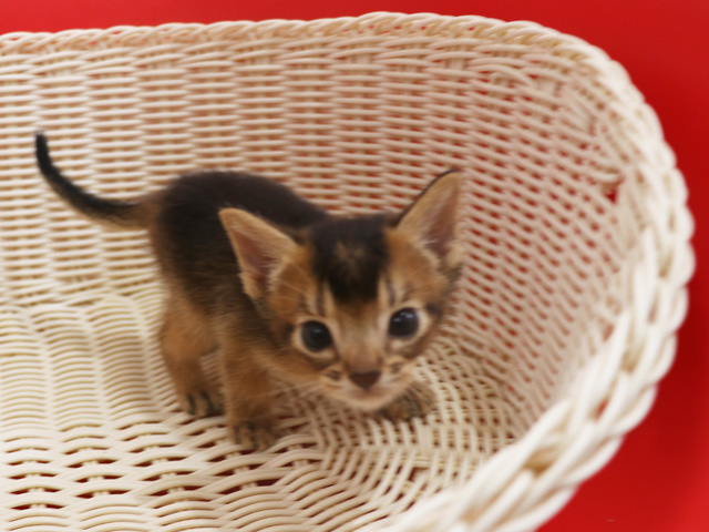 アビシニアンの子猫画像