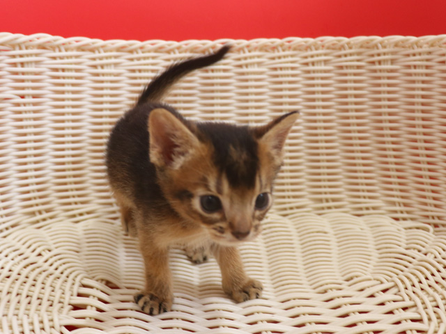 アビシニアンの子猫画像