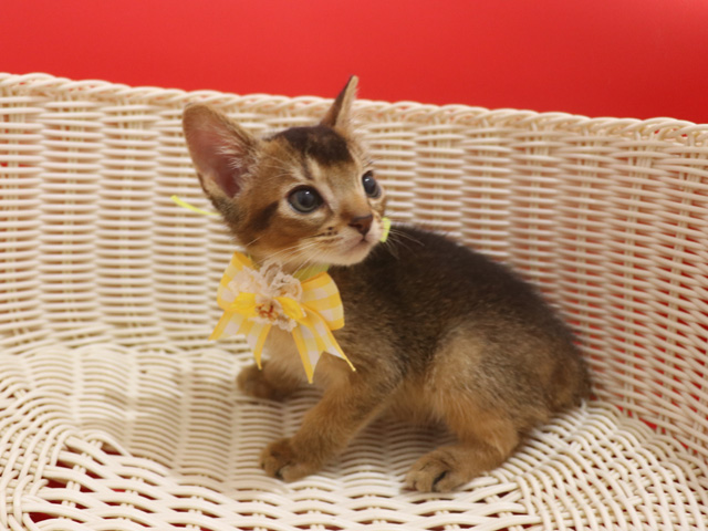 アビシニアンの子猫画像