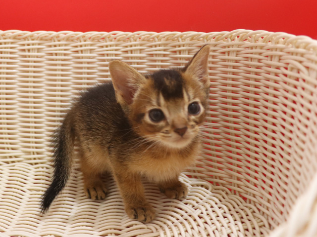 アビシニアンの子猫画像