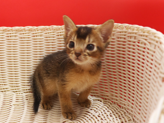 アビシニアンの子猫画像