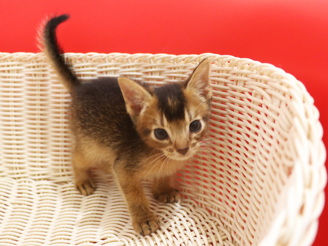 アビシニアンの子猫画像