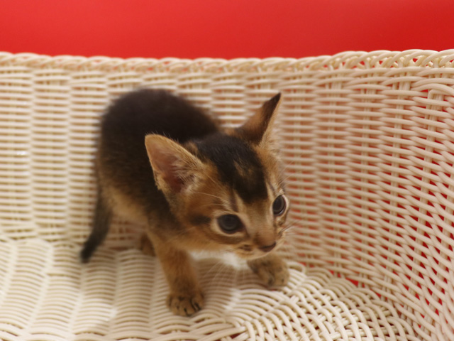 アビシニアンの子猫画像