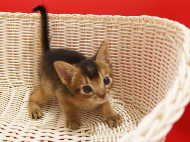 アビシニアンの子猫画像