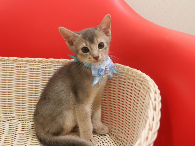 アビシニアンの子猫画像