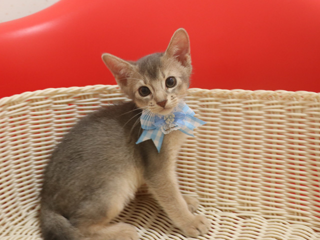 アビシニアンの子猫画像