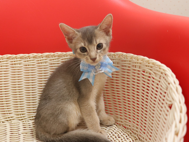 アビシニアンの子猫画像