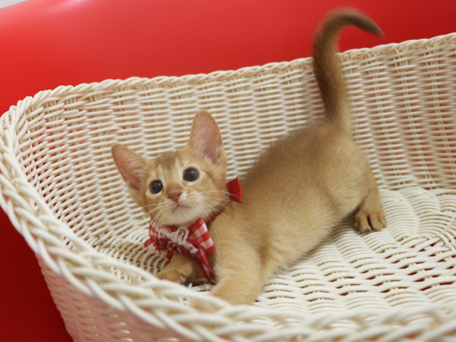アビシニアンの子猫画像