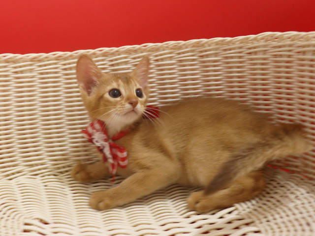 アビシニアンの子猫画像