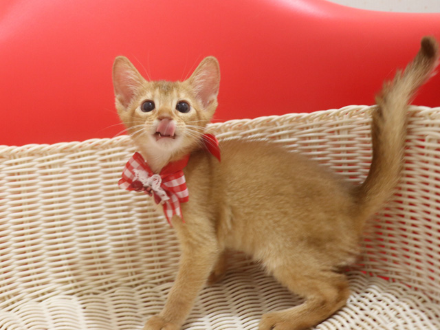 アビシニアンの子猫画像