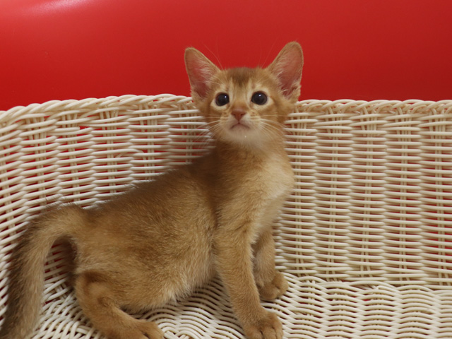 アビシニアンの子猫画像