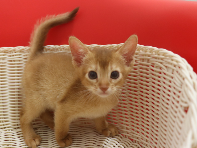 アビシニアンの子猫画像
