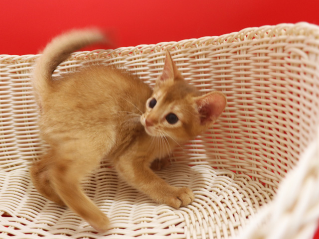 アビシニアンの子猫画像