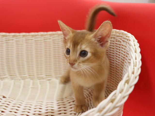 アビシニアンの子猫画像