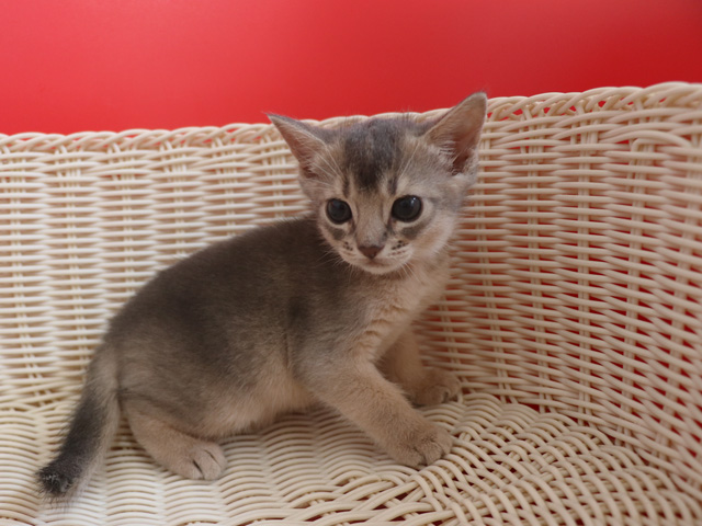 おすすめの子猫画像