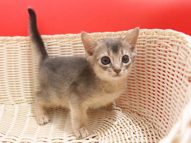 アビシニアンの子猫画像
