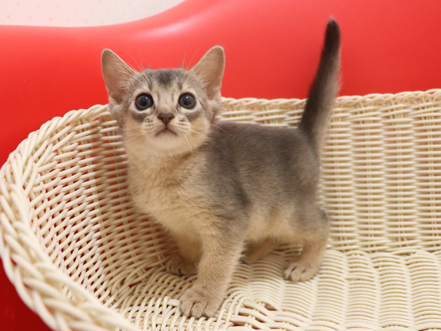 アビシニアンの子猫画像