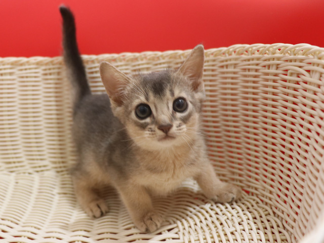 アビシニアンの子猫画像