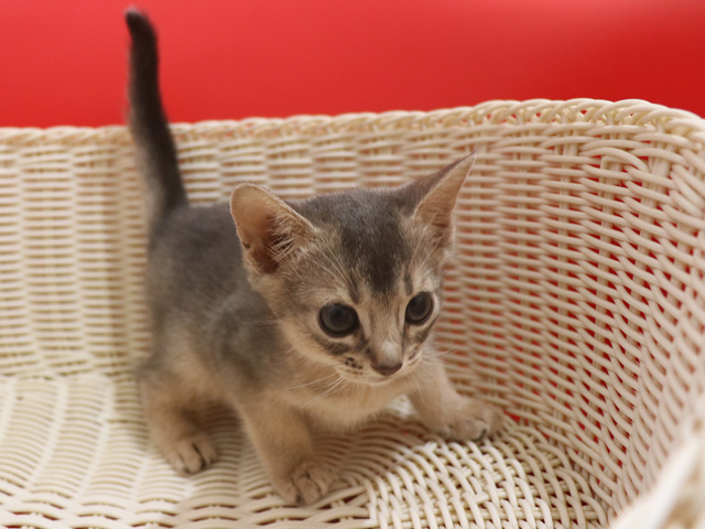 アビシニアンの子猫画像