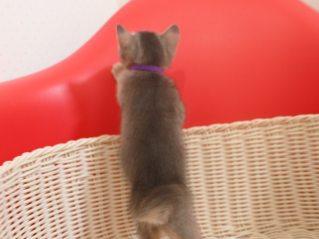 アビシニアンの子猫画像